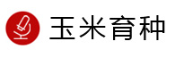 研发概览